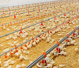 earning the Fundamentals of Generative Design